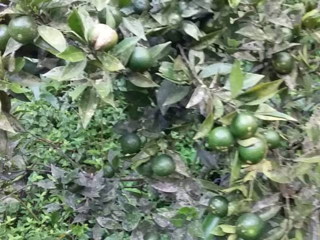 Chácara para Venda em Mairiporã - 5
