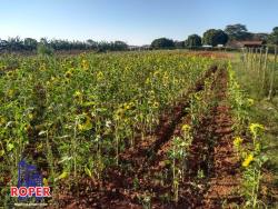 #ST00013 - Sítio para Venda em Sorocaba - SP - 2